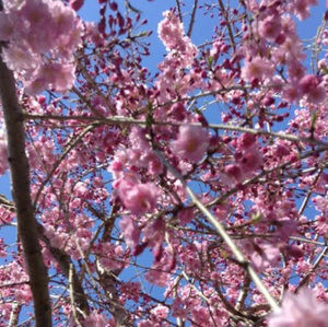 Meet your Posher, Shawnee